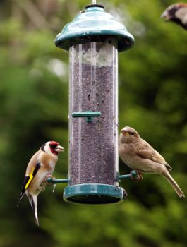 Birds