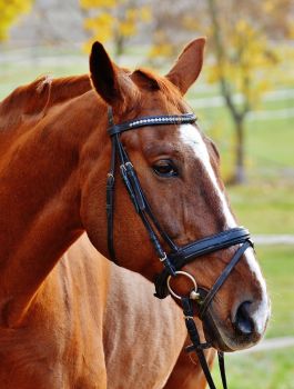 Equestrian