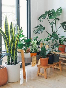 Planting & Growing