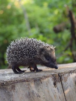 Wild Animal Care